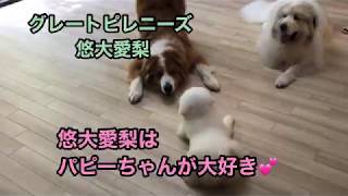 グレートピレニーズ 悠大愛梨 《パピーちゃんが大好き》 ピレバニ greatpyrenees