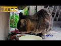 猫は気まぐれ　野良猫アメショちゃん　cat is fickle