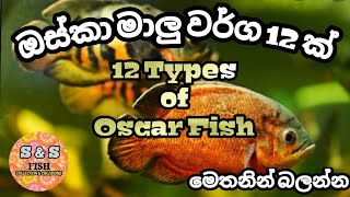 12 types of oscar fish (ඔස්කා මාලු වර්ග 12)😀😀😀😀😀😀