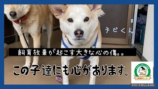 【保護犬】飼い主と離れる事はこの子達にとって1番辛いこと｡。次はずっとのお家を！！