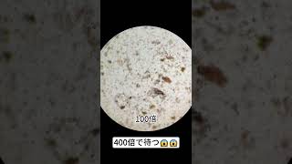 ウニを400倍拡大すると本当にかっこいい！ #microscope #science #sciencemicroscope