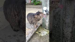 蛇口から水を出してほしい猫 #地域猫 #野良猫 #shorts