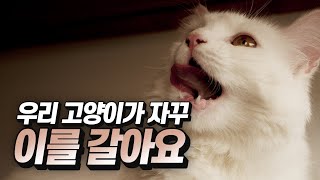 [ENG SUB] 이를 가는 고양이, 무엇이 문제일까?