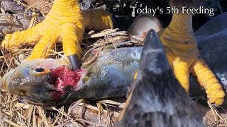 #307🦅Captiva Eagle Nest／Clive💗Connie／Window To Wildlife／Captiva Eagle Cam | 4K PTZ | Connie \u0026 Clive