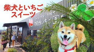 柴犬といちごスイーツを食べに行ったら綺麗な花畑を発見〜河西いちご園〜