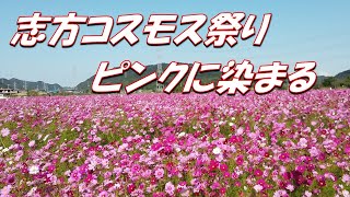 加古川市　志方町　コスモス祭り