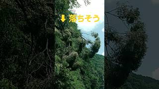 #台風 #倒木 #落石 #注意