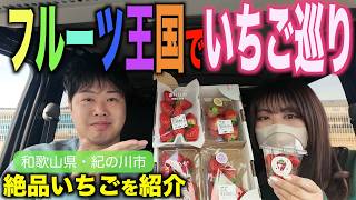 [Wakayama] Strawberry tour in the fruit kingdom ♪ Introducing the best strawberries