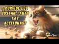 😺¡¡A LOS GATOS LES ENCANTAN LAS ACEITUNAS!! 👉 ¿SE LAS PUEDO DAR A MI MICHI?