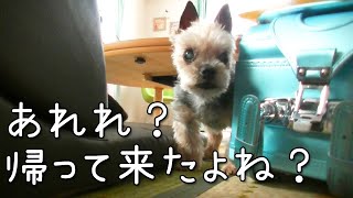 【ヨークシャテリア】娘が気になるヨークシャテリア【Yorkshire terrier】