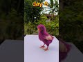 the growth of purple chicks from day to day #shorts #chick #pets