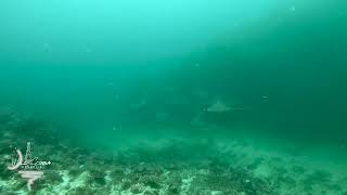 Scuba Diving Belongas: mobula rays on Gili Sarang and blacktip on the Magnet