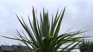 Why has my cordyline collapsed?