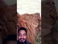 জংলার সিংহ কিভাবে আসতেছে lion animals wildlife safari lionking