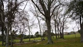 Improve tree safety through structural pruning