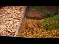 hatchling cuvier s dwarf caiman tank setup