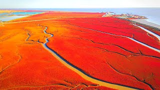 Lovely Landscape | Carpet of bright red earth \