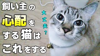 猫が飼い主を心配しているときにする9つのしぐさや行動