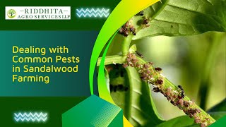 Dealing with Common Pests in Sandalwood Farming