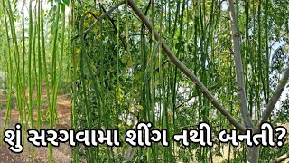 શું સરગવામા શીંગ નથી બનતી ? | હેલ્પલાઇન:- ૮૨૦૦૨૪૭૮૨૭ / ૯૭૧૪૩૦૨૧૨૨ |