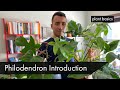 Introduction to Philodendron Squamiferum and Philodendron Goeldii