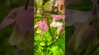 Pink Petticoat Aquilegia | Granny's Bonnet | Columbines