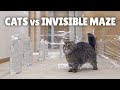 Cats vs Invisible Maze | Kittisaurus