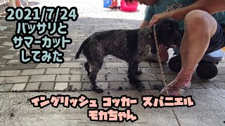 イングリッシュコッカースパニエルのモカちゃん　2021/7/24 犬用のバリカンでセルフカットしてみたら　切りすぎたかな。。。