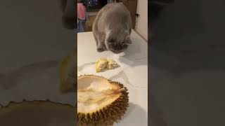 Cat and His Durian