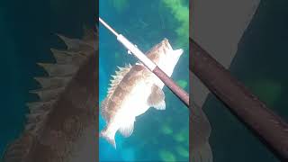 【魚突き】海底に巨大クエ発見‼️ Spearfishing  #Shorts