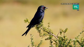 Drongo Bird - Cleverest Scam in the Animal World