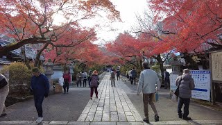 【滋賀】石山寺の紅葉 Autumn leaves at Ishiyama-dera Temple (Shiga, Japan) (2023)