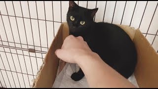 僕が黒猫を触るとこうなります