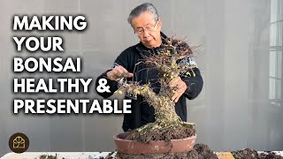 Repot Your Bonsai Like a Pro: A Beginner's Step-by-Step Guide