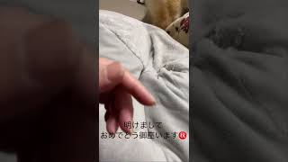 お気にのぬいぐるみ#秋田犬 #いぬのいる生活 #いぬとの暮らし #愛犬