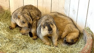 I went to Marmot Kingdom (Marmot Village)!