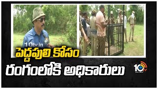 పెద్దపులి కోసం రంగంలోకి అధికారులు  | Tiger Opertaion In Prattipadu | 10 TV News