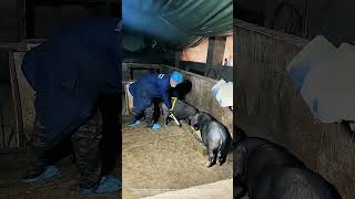 Sow Insemination Using A Sperm Collection Tube