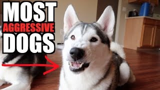 Are Siberian Huskies Becoming The Most Aggressive Dog Breed?