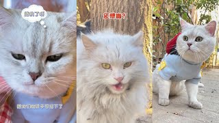 阿福外出遇到流浪猫，险入大危机，包仔前去解救！| 家里来了陌生的动物，包仔和阿福合力捉拿！