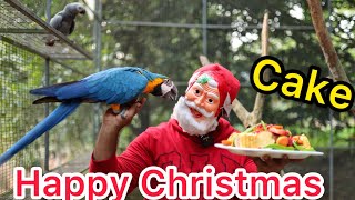 💥Aviary Christmas Celebration..!