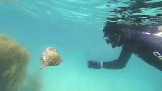 浅場で魚突き