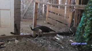 Peahen Laying Sound, Peacock Minute, peafowl.com