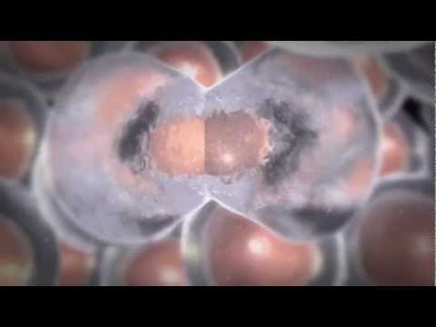 How Cells Divide and How Chemotherapy Works How Cells Divide and How Chemotherapy Works