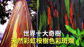 世界十大奇樹 天然彩虹桉樹色彩斑斕｜彩虹桉樹｜夏威夷旅遊