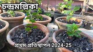 ঘেঁষে চন্দ্র মল্লিকা প্রতিস্থাপন করবেন কিভাবে । How to grow chrysanthemum in cinder |gardening tips