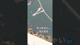 【ダイソー釣り餌】5月1日。宮戸島松ヶ島漁港。ブラクリにつけてポイッ！小さい魚がつついてた！釣れそう。一回で一袋使い切るタイプ。１個が長いから半分に切って使った。