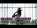 ANIS KEMBANG GACOR NGOTOT BUAT PANCINGAN ANIS KEMBANG