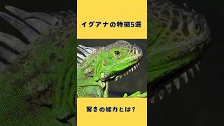 「【動物雑学】イグアナの驚き特徴5選🦎爬虫類の王者の意外な秘密とは？音声:VOICEVOX:ずんだもんBGM:もっぴーさうんど「Escort」#ポケット動物図鑑 #イグアナ」