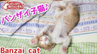 ひっくりかえって寝るバンザイ子猫。枕が気に入ったようです。